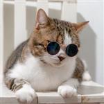 Flow_cat78