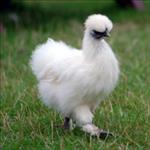COLGABS