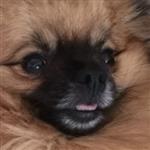 Klos_Pavel
