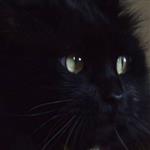 Genesisblackcat