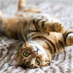 CuteCopyCat