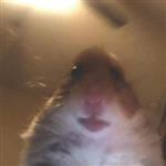 ORCHTAC