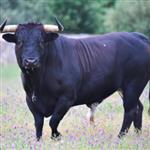 athos020575