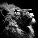 SeboBiglion