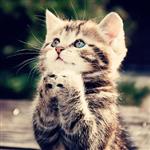Littlewhiskers