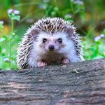 Hedgehoog