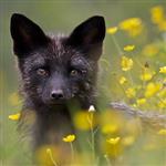 Blackfoxuk