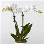 Whiteorchid0701