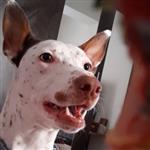 Daniel Blanchespanaperu2023