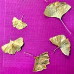 Ginko33400