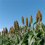 DANIEL ALONSODaniRayo96