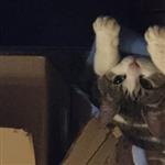 umipattt