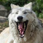 AlphaWolfNr1