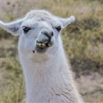 brettsalt