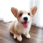 kevinyu