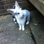 Hoppity