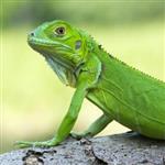 GoldLizard