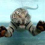 WhiteTiger66