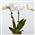 Whiteorchid0701