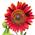 Girasole14